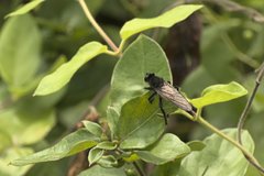 Promachus painteri