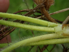 Alchemilla sarmatica