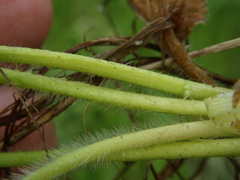Alchemilla sarmatica