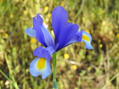 Iris xiphium