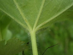 Alchemilla sarmatica