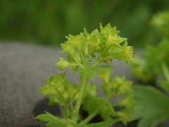 Alchemilla sarmatica