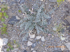 Astragalus layneae