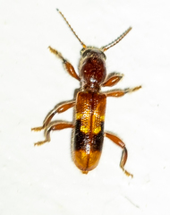 Priocera castanea