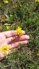 Hippocrepis comosa