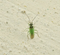 Cyrtorhinus