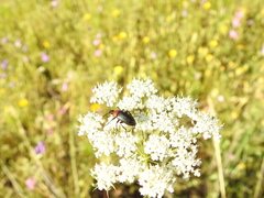 Heliotaurus ruficollis