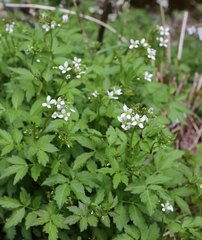 Cardamine appendiculata