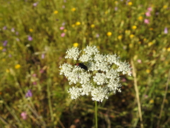 Heliotaurus ruficollis