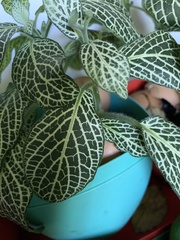 Fittonia