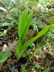 Colchicum umbrosum