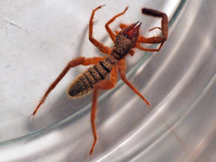 Gluvia dorsalis
