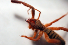 Gluvia dorsalis