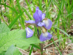 Iris sanguinea