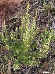 Erica leucopelta