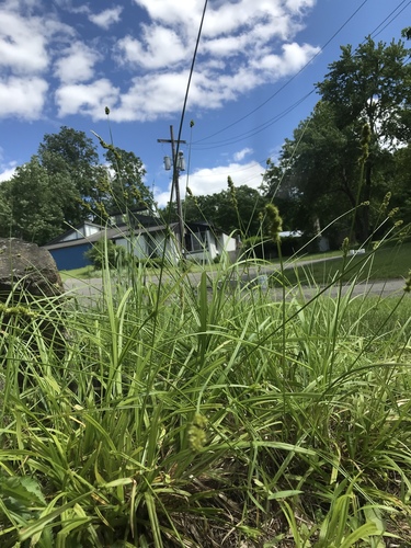 photo of Fox Sedge (Carex vulpinoidea)