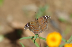 Junonia natalica natalica