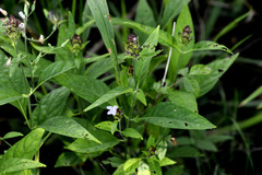 Yeatesia viridiflora
