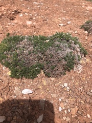 Linanthus caespitosus