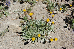 Raillardella argentea