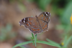 Junonia natalica natalica