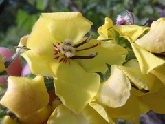 Verbascum spectabile