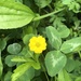 photo of Creeping Buttercup (Ranunculus repens)