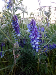 Vicia villosa