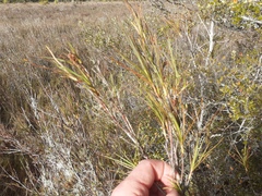 Dracophyllum longifolium
