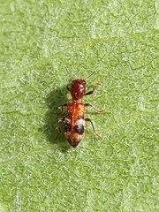 Enoclerus rosmarus