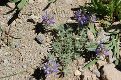 Lupinus breweri