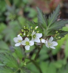 Cardamine appendiculata