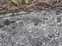 Podarcis guadarramae