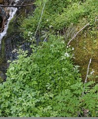 Cardamine appendiculata