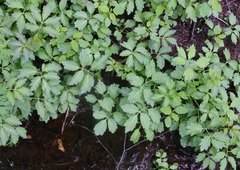 Cardamine appendiculata