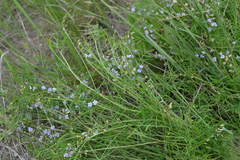 Astragalus austriacus