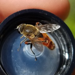 Polydontomyia curvipes