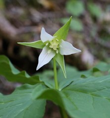 Trillium tschonoskii