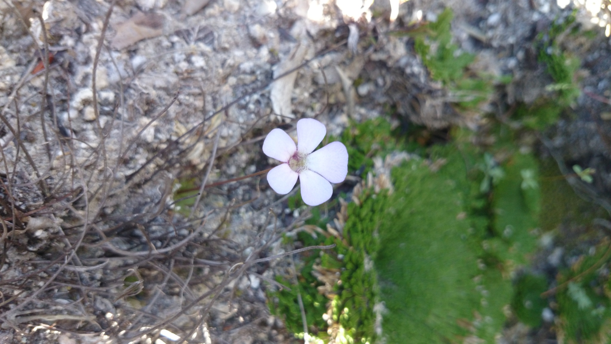 Pinguicula rotundiflora Studnicka