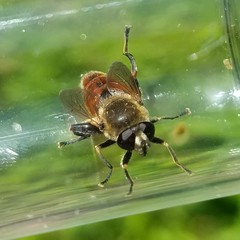 Polydontomyia curvipes