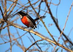 Granatellus venustus