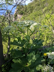 Heracleum stevenii