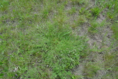 Astragalus austriacus