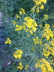 Erysimum aureum