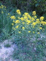 Erysimum aureum