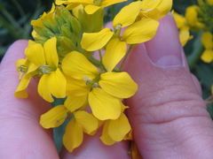 Erysimum aureum