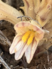 Aphyllon parishii parishii