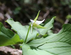 Trillium tschonoskii