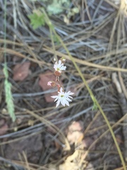Lithophragma tenellum