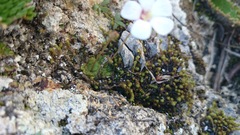 Pinguicula rotundiflora